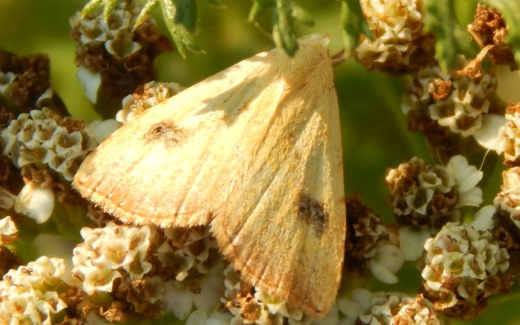 Rivula sericealis - selymes lórombagoly