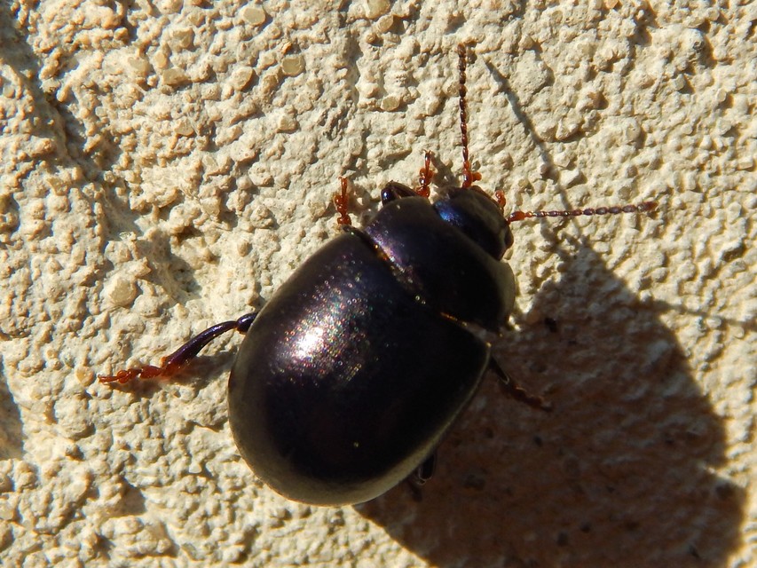 Chrysolina sturmi - vöröslábú levelész