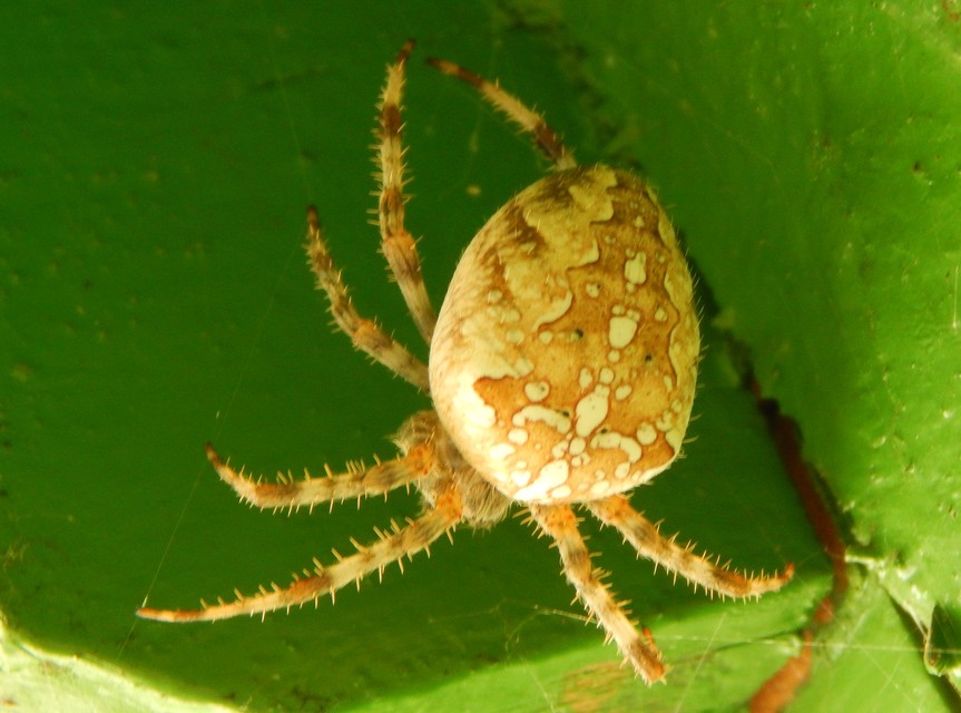 Araneus diadematus - koronás keresztespók