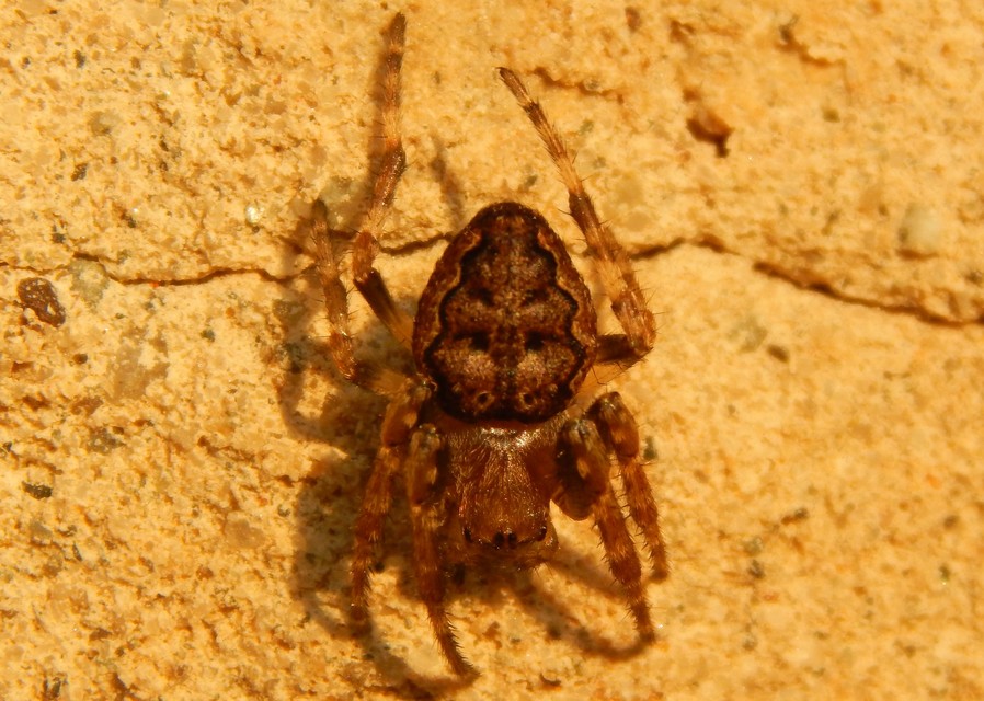 Nuctenea umbratica - közönséges rés-keresztespók