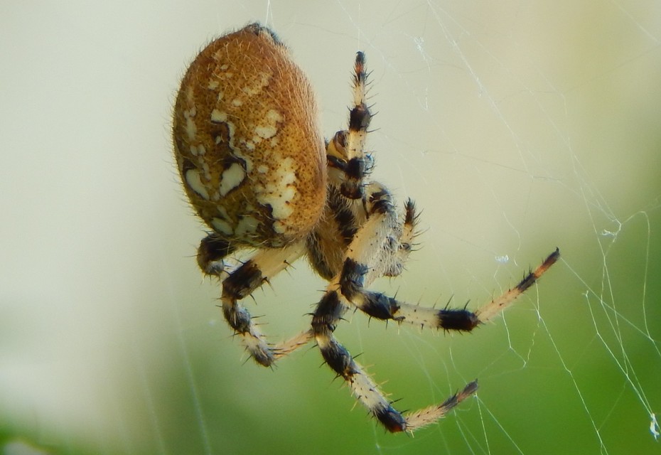 Araneus quadratus - négyes keresztespók