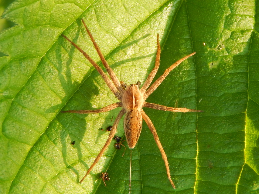 Pisaura mirabilis - csodáspók