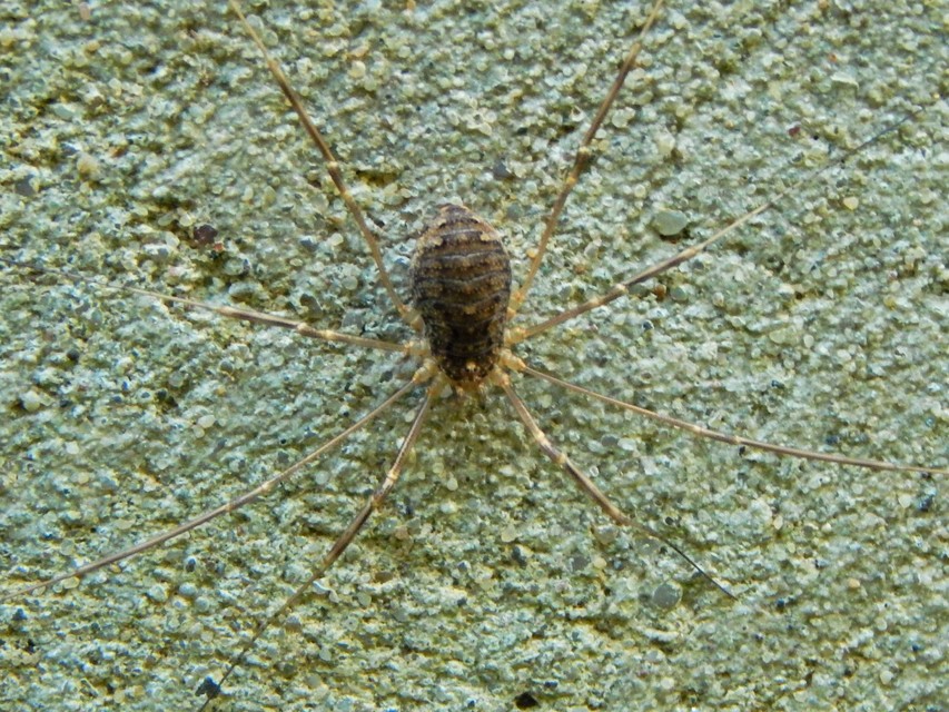 Opilio saxatilis