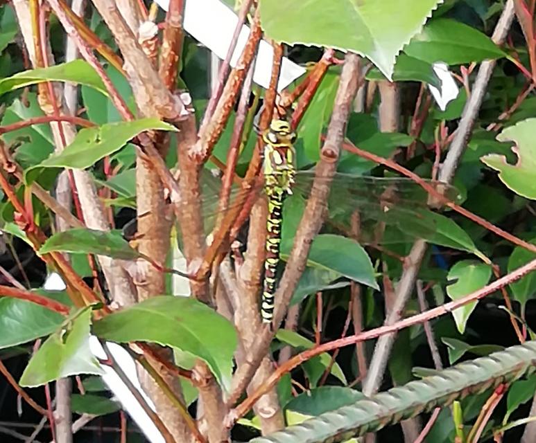 Aeshna cyanea - sebes karcsúacsa