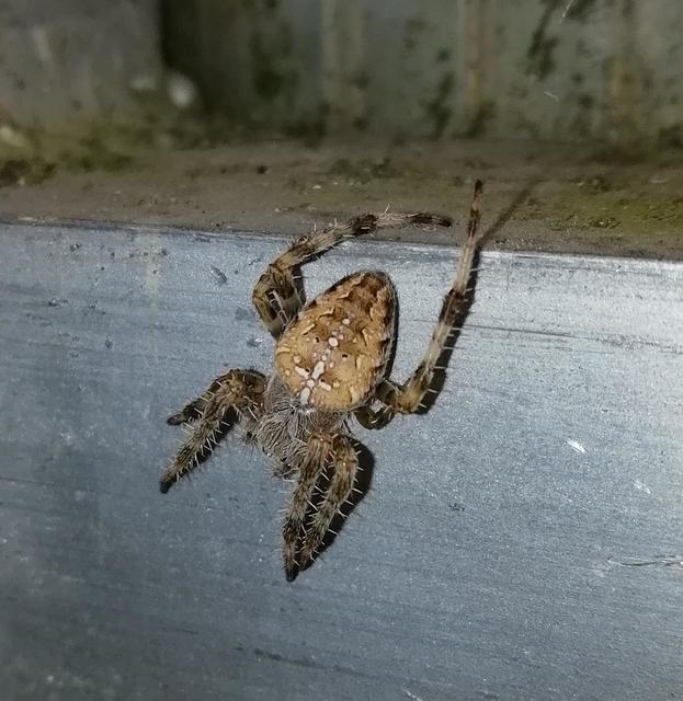 Araneus diadematus - koronás keresztespók