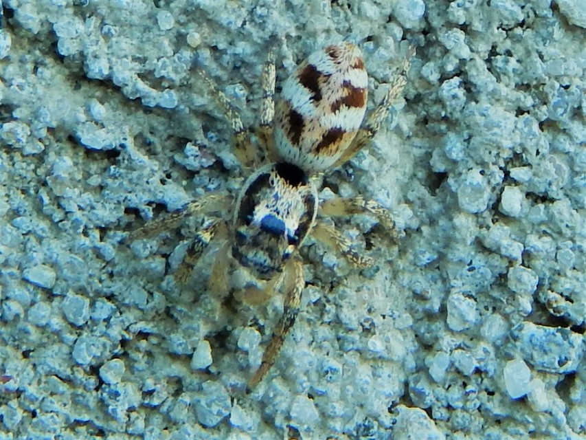 Salticus