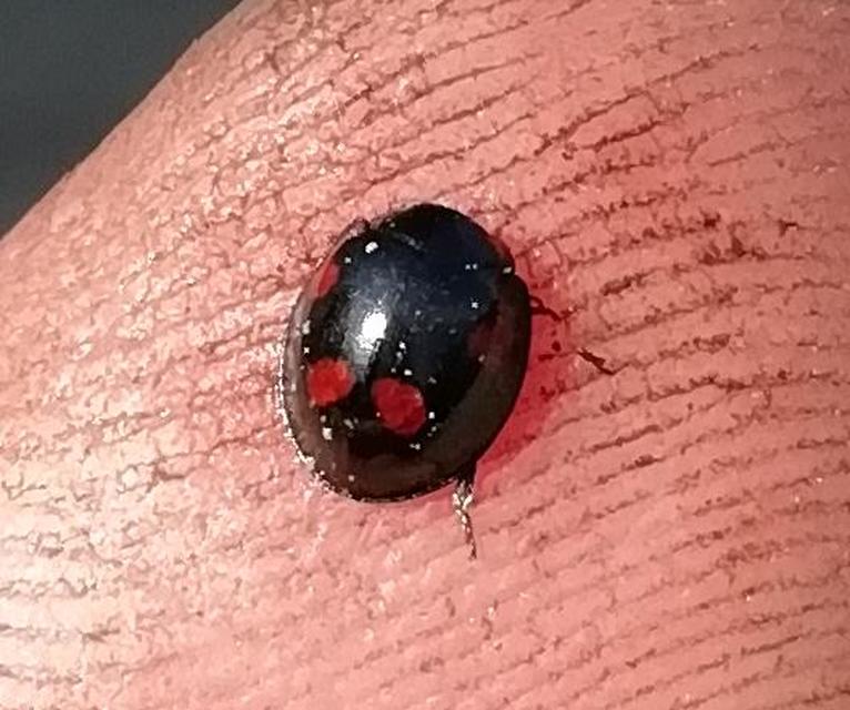 Exochomus quadripustulatus - négyfoltos szerecsenkata