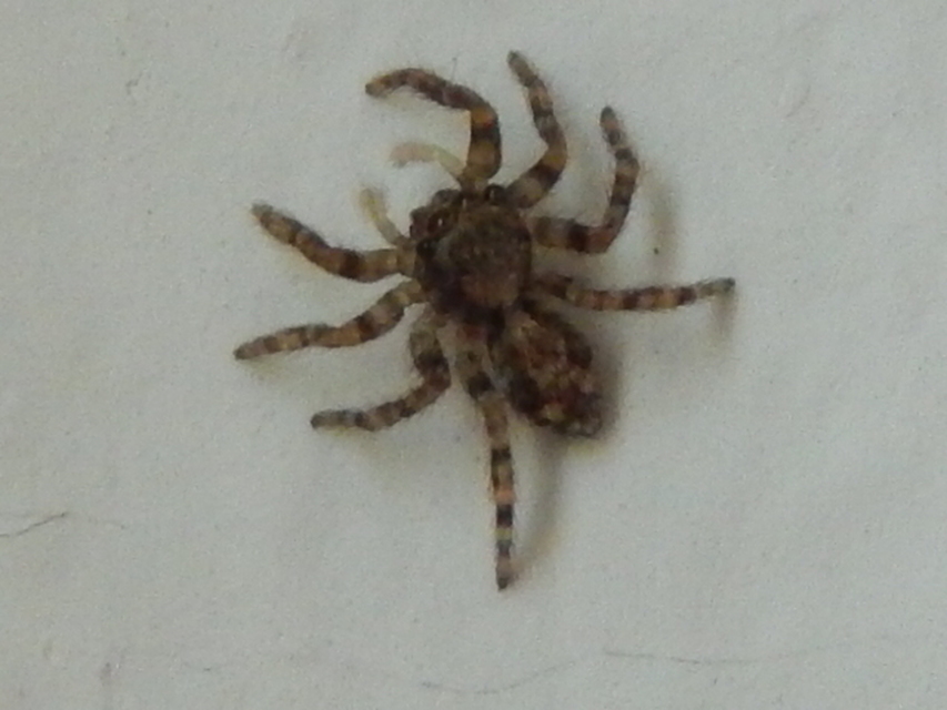 Salticidae - ugrópókok