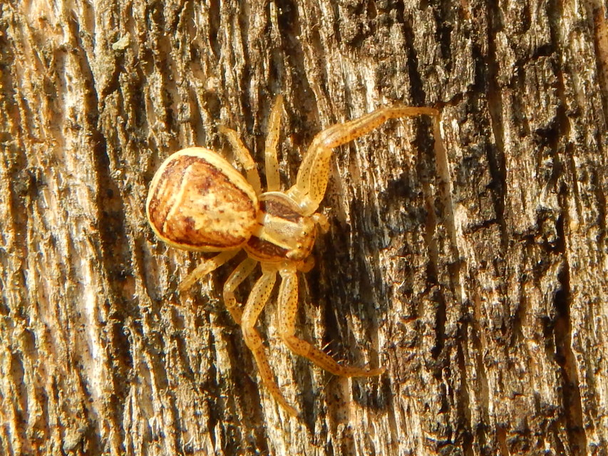 Xysticus ulmi - cserje-karolópók