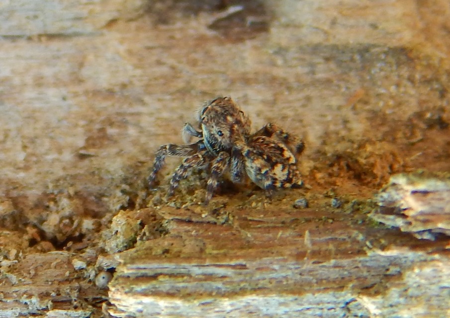 Salticidae - ugrópókok