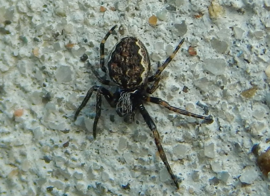Nuctenea umbratica - közönséges rés-keresztespók