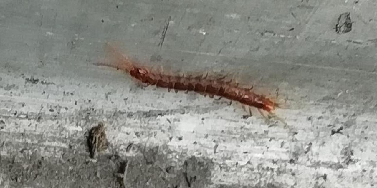 Lithobius