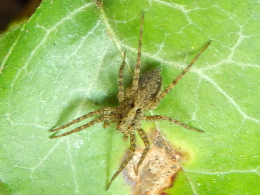 Pardosa