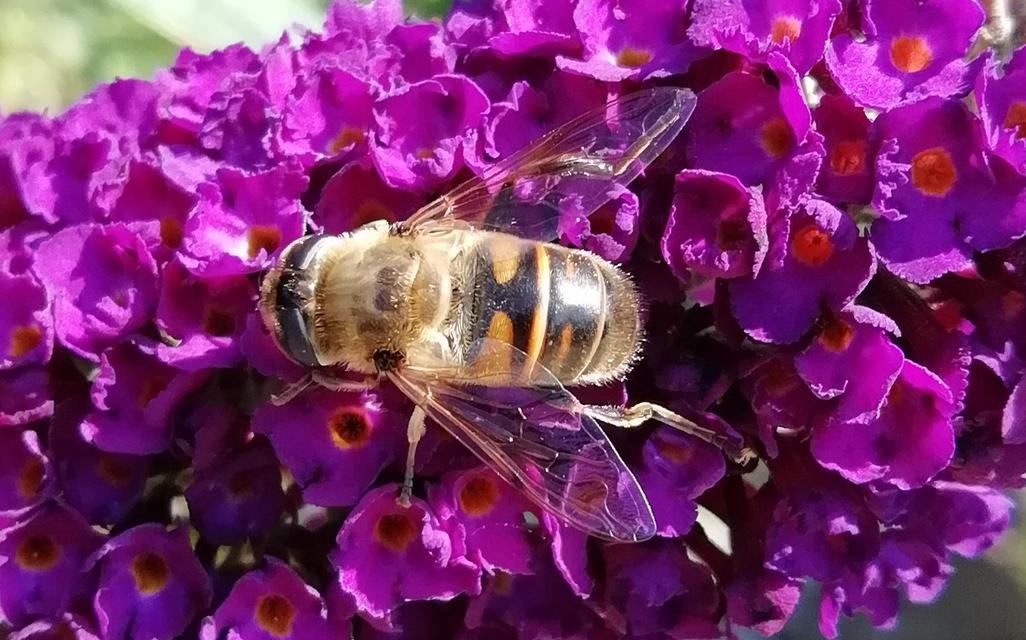 Eristalis tenax - közönséges herelégy