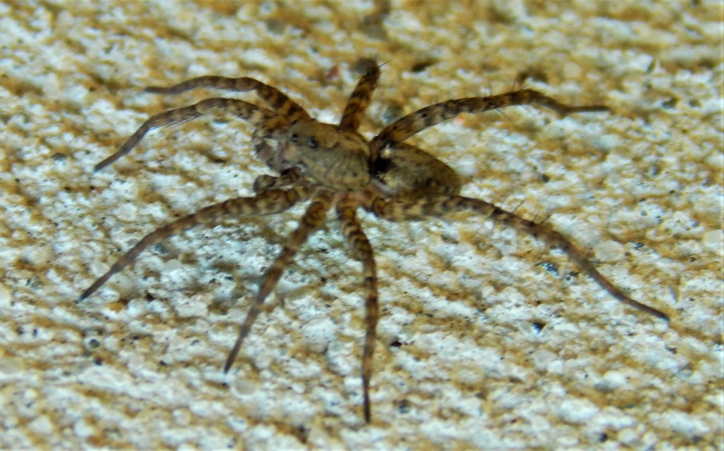 Pardosa