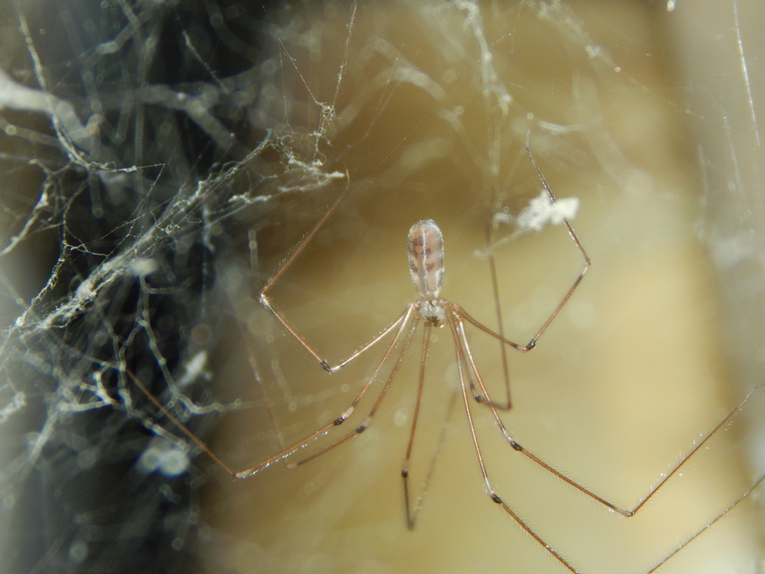 Pholcus phalangioides - nagy álkaszáspók