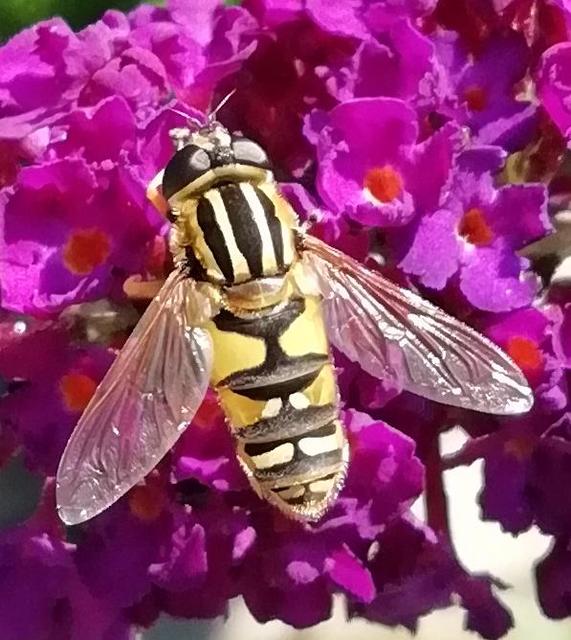 Helophilus