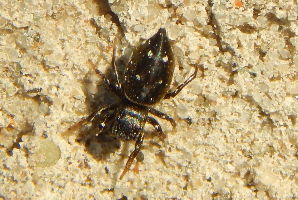 Heliophanus