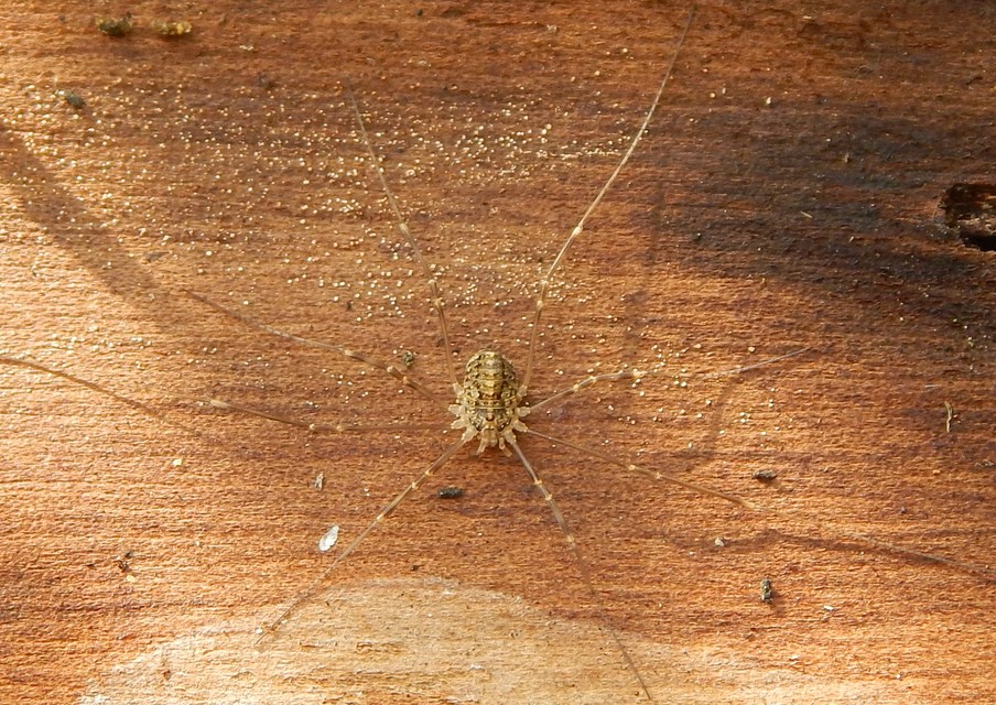 Opilio