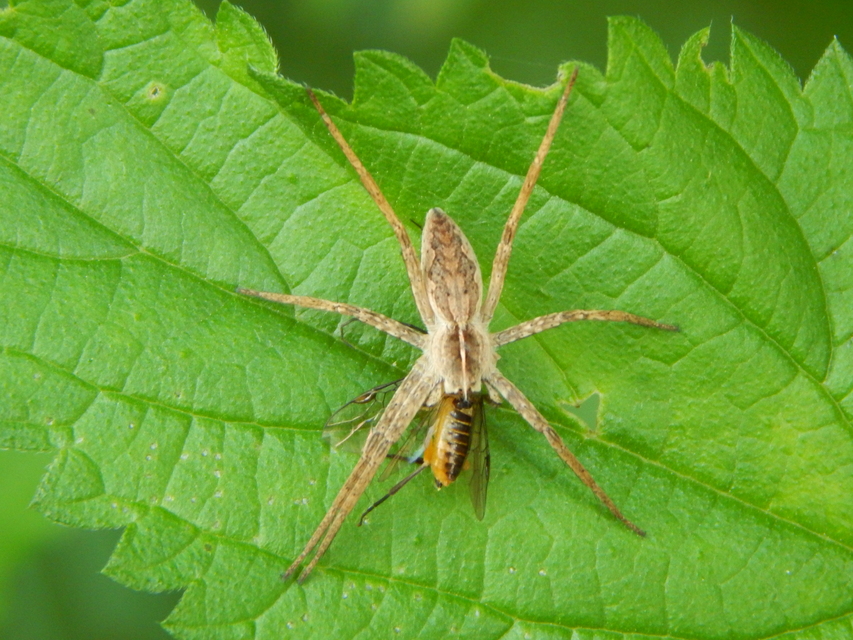 Pisaura mirabilis - csodáspók