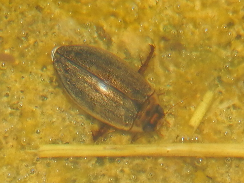 Rhantus suturalis - gyakori particsíkbogár