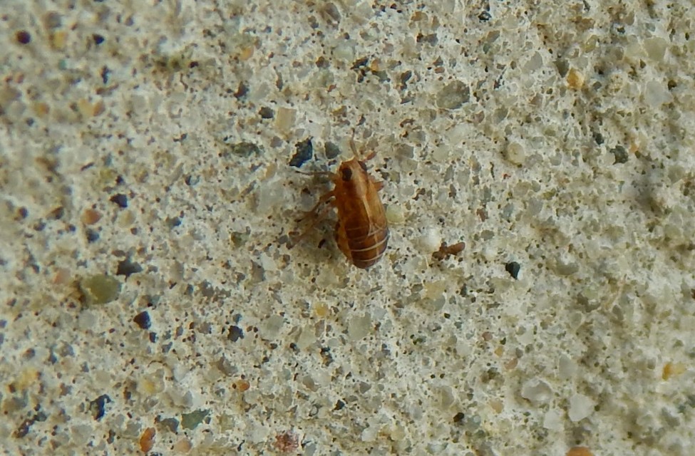 Delphacidae - sarkantyús kabócák