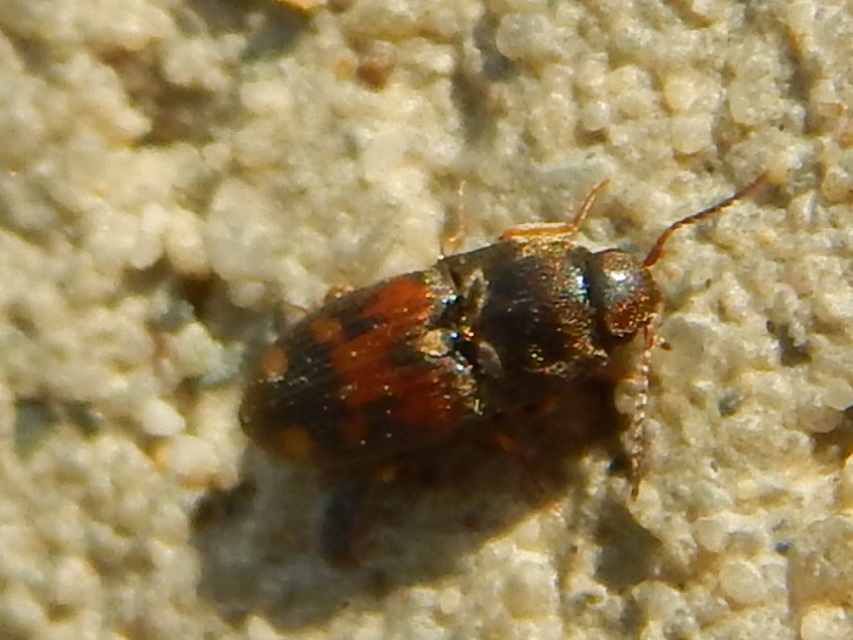 Drasterius bimaculatus - változékony pattanó
