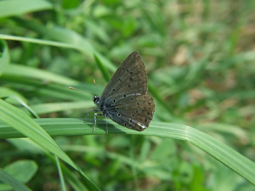 Polyommatus icarus - közönséges boglárka