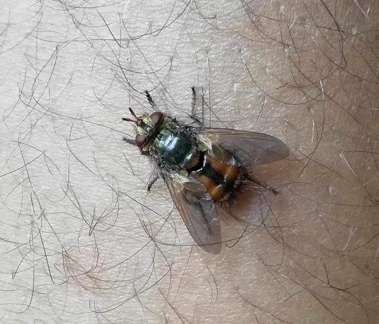 Tachinidae - fürkészlegyek