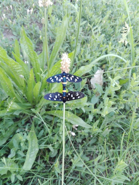 Amata phegea - fehérpettyes álcsüngőlepke