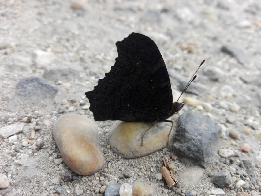 Nymphalis io - nappali pávaszem