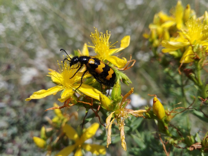 Mylabris variabilis - szalagos hólyaghúzó Mylabris variabilis - szalagos hólyaghúzó