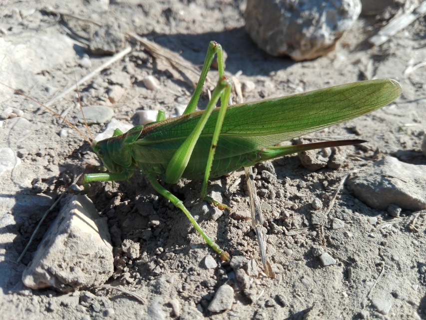 Tettigonia viridissima - zöld lombszöcske