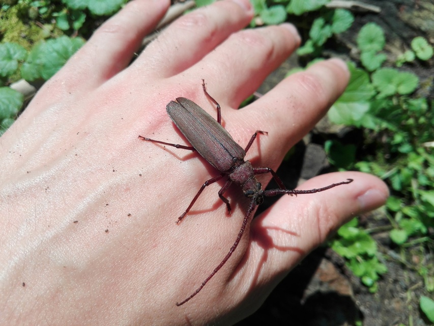 Aegosoma scabricorne - diófacincér