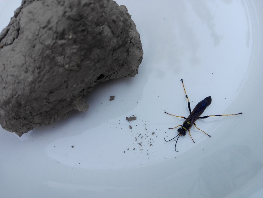 Sceliphron caementarium - feketenyelű lopódarázs