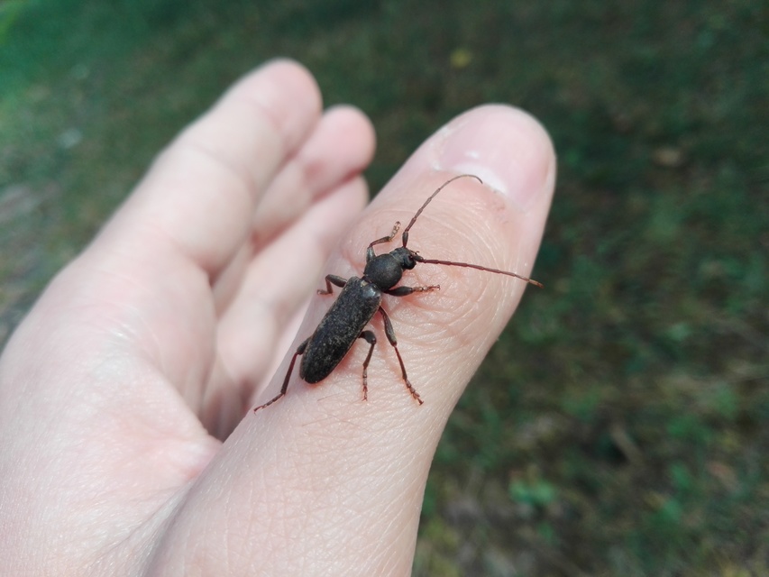 Trichoferus campestris - szállóvendég éjicincér