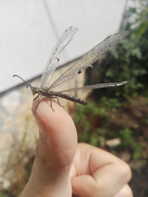 Distoleon tetragrammicus - négyfoltos hangyaleső