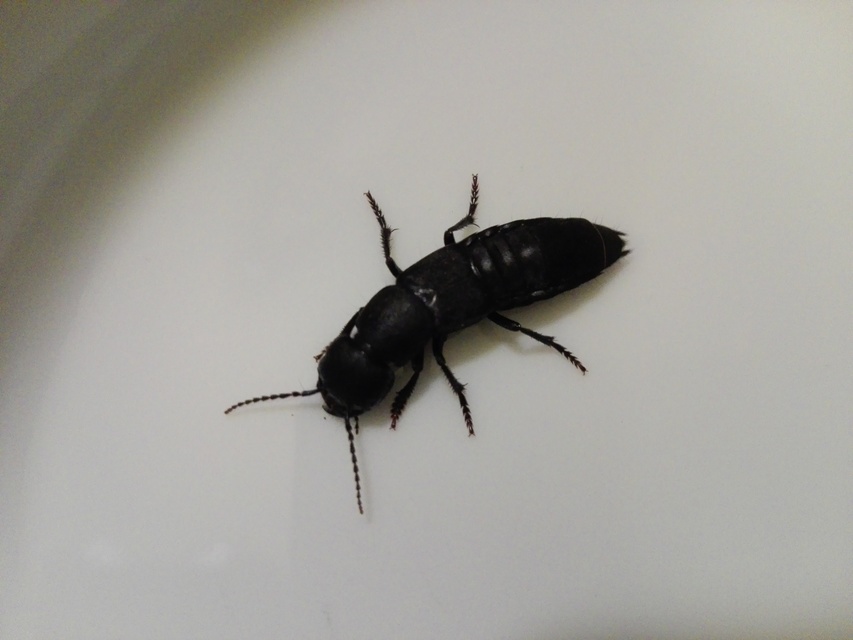 Ocypus