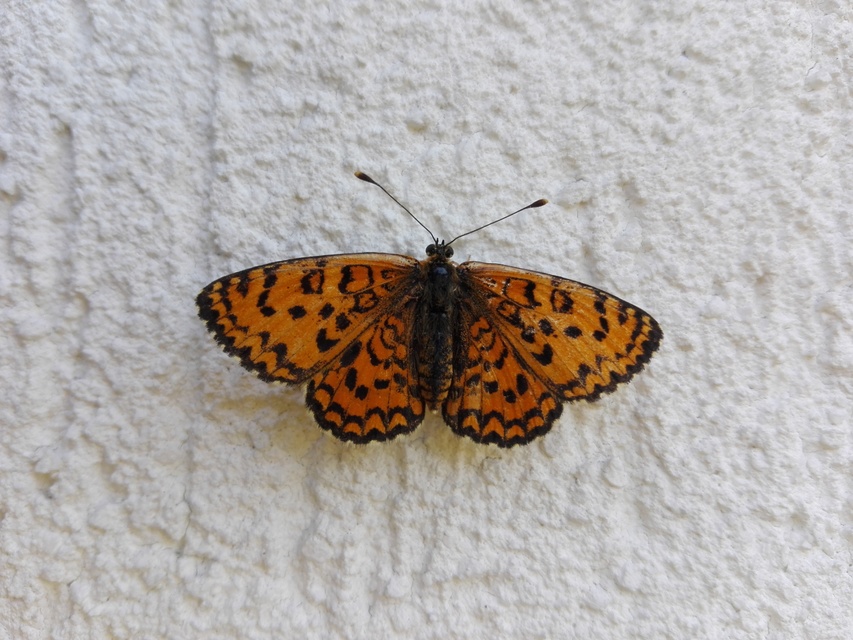 Melitaea trivia - kis tarkalepke