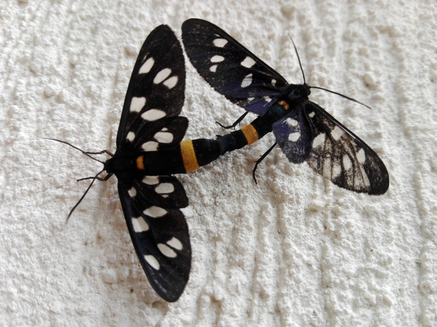 Amata phegea - fehérpettyes álcsüngőlepke