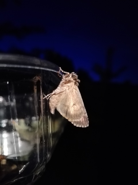 Acronicta rumicis - sóska-szigonyosbagoly