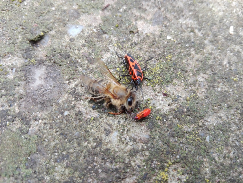 Pyrrhocoris apterus - verőköltő poloska