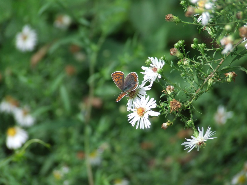 Lycaena tityrus - barna tűzlepke