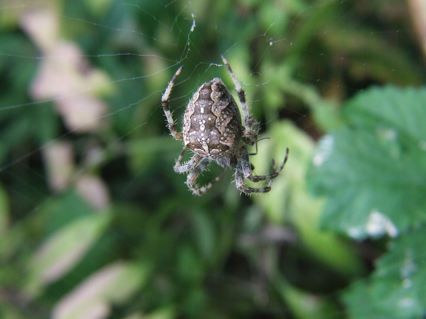 Araneus diadematus - koronás keresztespók