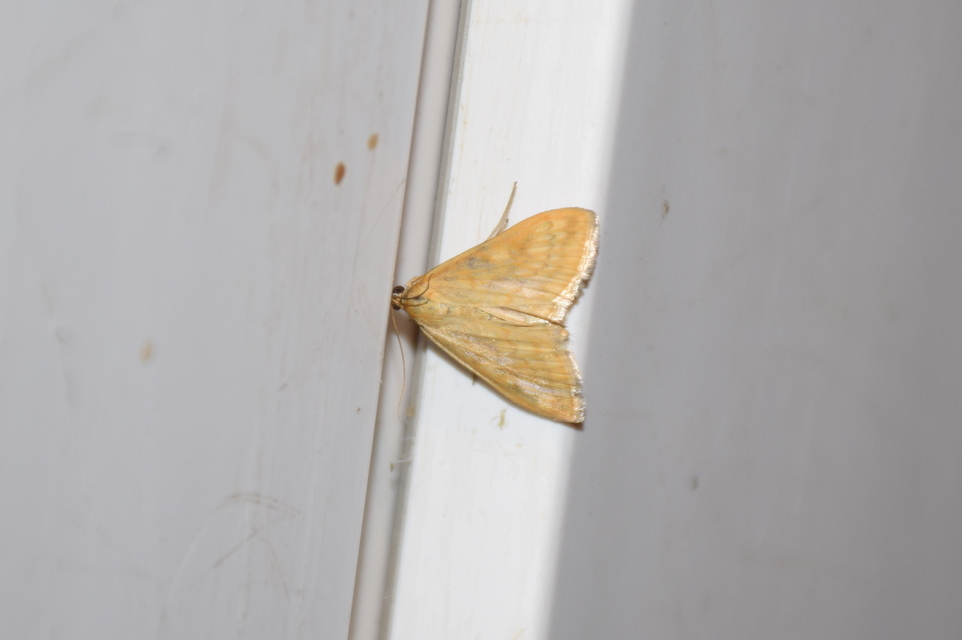 Sitochroa verticalis - világossárga dudvamoly