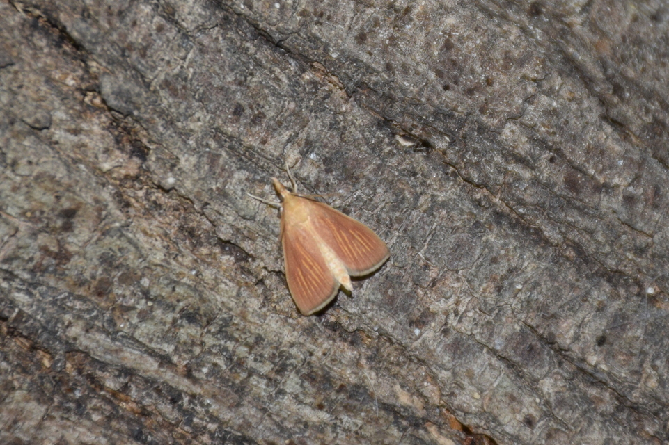Nascia cilialis - sásrágó tűzmoly