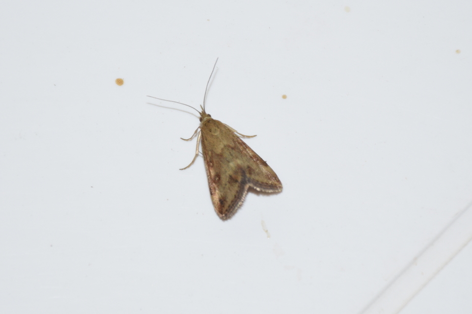 Pyrausta despicata - réti bíbormoly