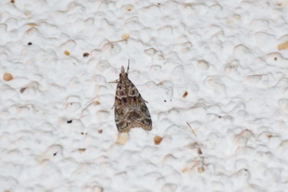 Eudonia mercurella - törpe zuzmóilonca