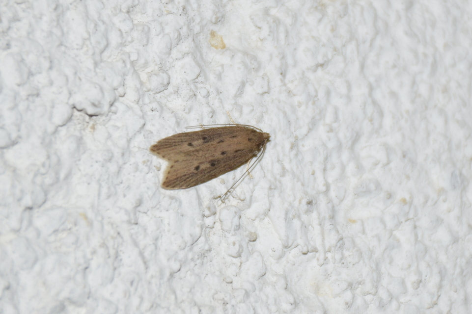 Atremaea lonchoptera - magyar nádmoly