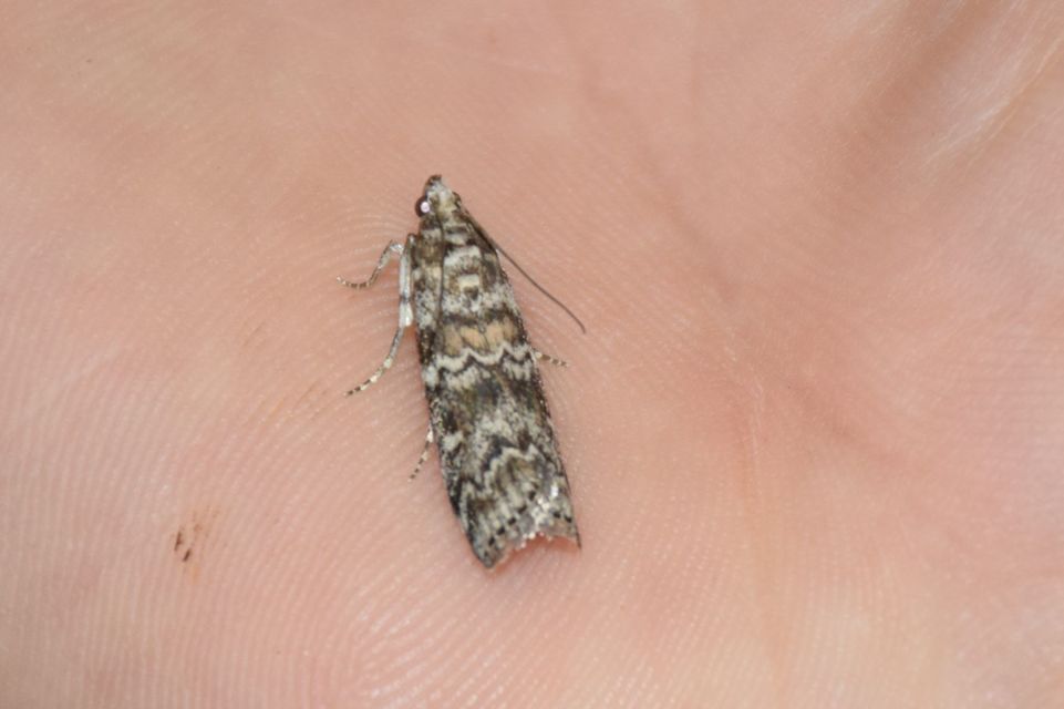 Dioryctria abietella - fenyőrágó karcsúmoly